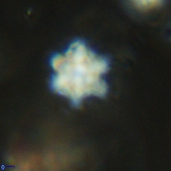 Discoaster stellimicros VR 18623