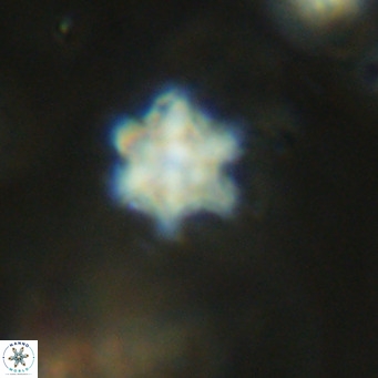 Discoaster stellimicros VR 18623