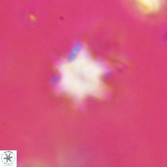 Discoaster stellimicros VR 18624