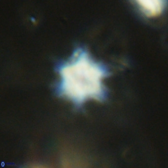 Discoaster stellimicros VR 18625