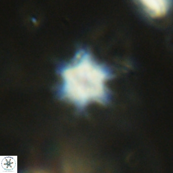 Discoaster stellimicros VR 18625