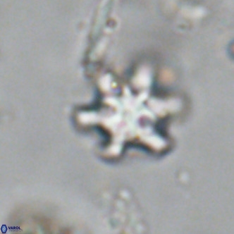 Discoaster stellimicros VR 18995