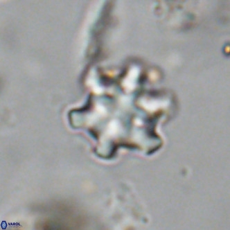 Discoaster stellimicros VR 18996