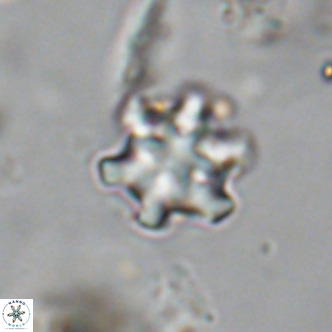 Discoaster stellimicros VR 18996