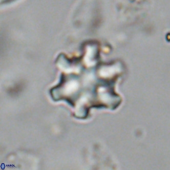 Discoaster stellimicros VR 18997