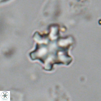 Discoaster stellimicros VR 18997