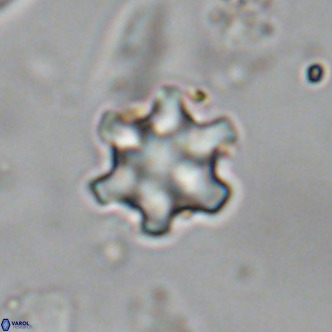 Discoaster stellimicros VR 18998