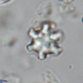 Discoaster stellimicros VR 18999