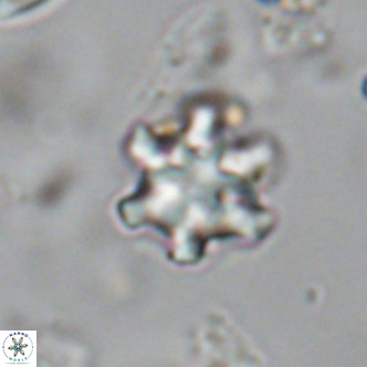 Discoaster stellimicros VR 18999