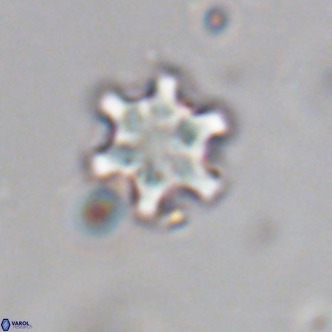 Discoaster stellimicros VR 19040