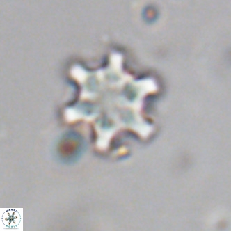 Discoaster stellimicros VR 19040