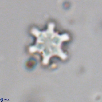 Discoaster stellimicros VR 19041