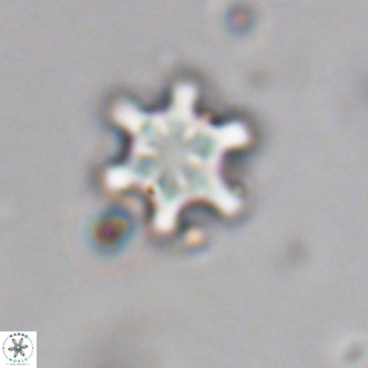 Discoaster stellimicros VR 19041