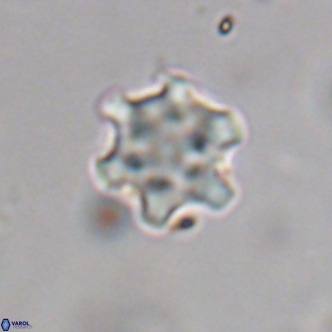 Discoaster stellimicros VR 19042