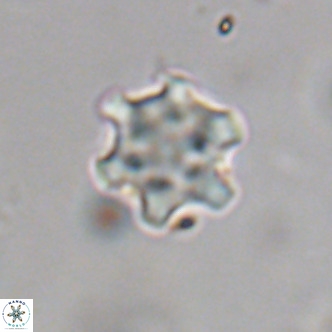 Discoaster stellimicros VR 19042