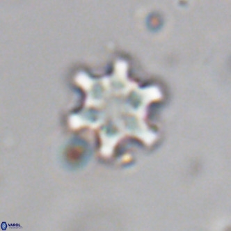 Discoaster stellimicros VR 19043