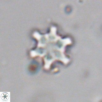 Discoaster stellimicros VR 19043