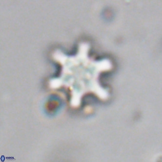 Discoaster stellimicros VR 19044