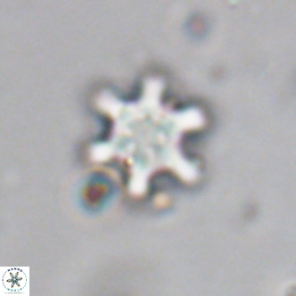 Discoaster stellimicros VR 19044
