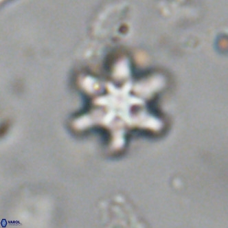 Discoaster stellimicros VR 19000