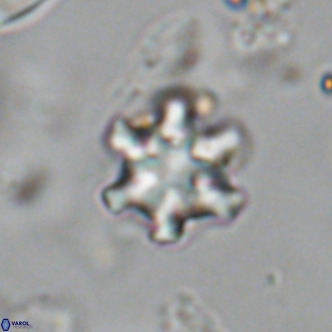 Discoaster stellimicros VR 19001