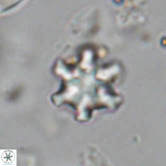 Discoaster stellimicros VR 19001