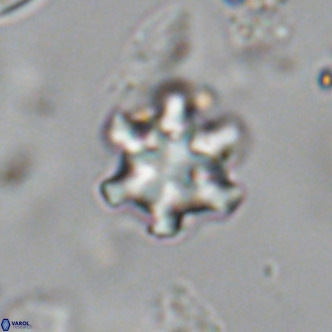 Discoaster stellimicros VR 19002