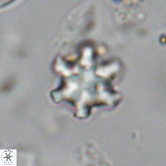 Discoaster stellimicros VR 19002