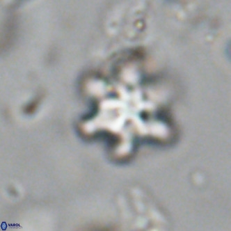 Discoaster stellimicros VR 19003