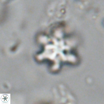 Discoaster stellimicros VR 19003