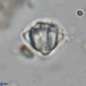 Discoaster stellimicros VR 19005