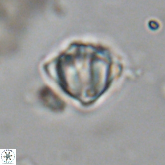 Discoaster stellimicros VR 19005