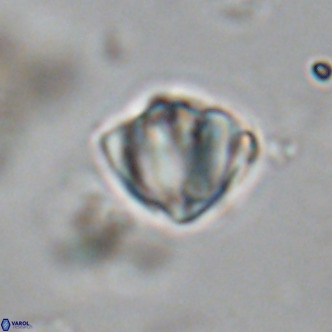 Discoaster stellimicros VR 19006