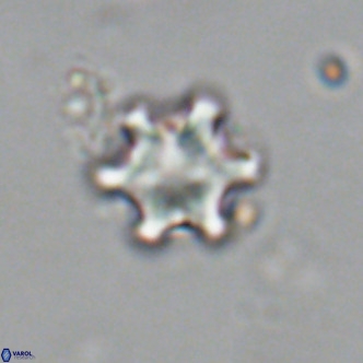 Discoaster stellimicros VR 19007