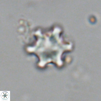 Discoaster stellimicros VR 19007