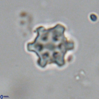 Discoaster stellimicros VR 19008