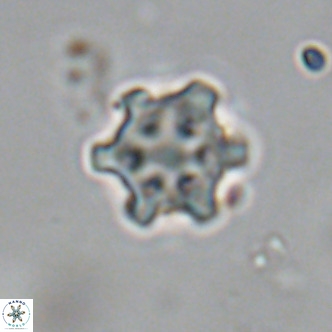 Discoaster stellimicros VR 19008