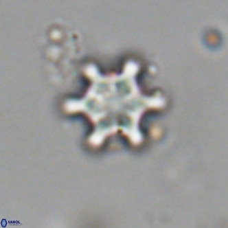 Discoaster stellimicros VR 19010