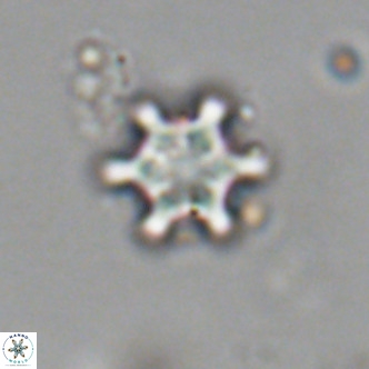 Discoaster stellimicros VR 19010
