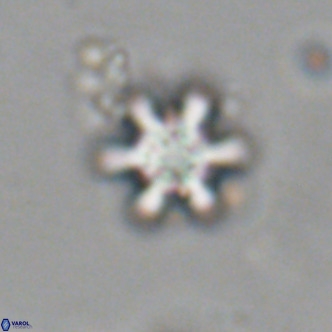 Discoaster stellimicros VR 19011