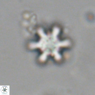 Discoaster stellimicros VR 19011