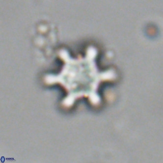 Discoaster stellimicros VR 19012