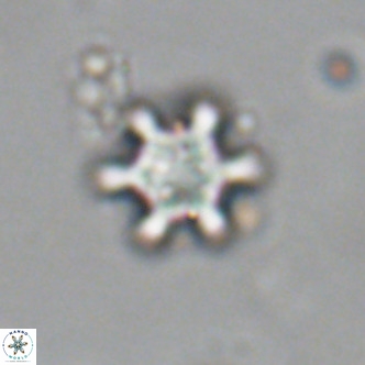 Discoaster stellimicros VR 19012