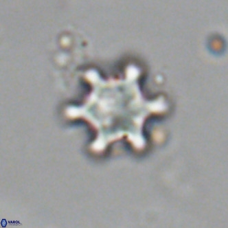 Discoaster stellimicros VR 19013