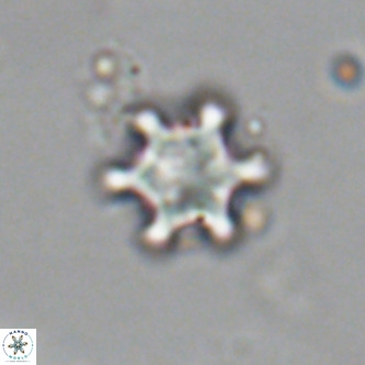 Discoaster stellimicros VR 19013