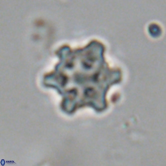 Discoaster stellimicros VR 19014