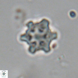 Discoaster stellimicros VR 19014