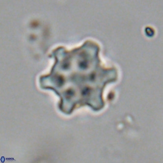 Discoaster stellimicros VR 19015