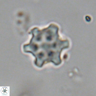 Discoaster stellimicros VR 19015