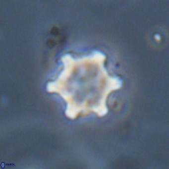 Discoaster stellimicros VR 19016